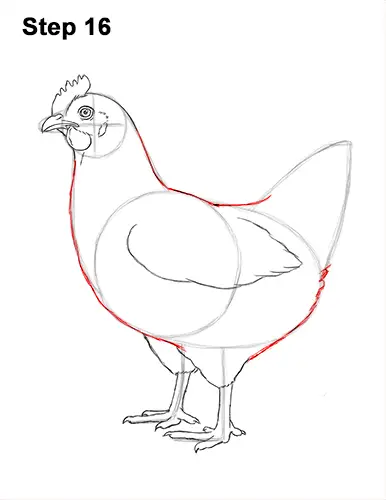 How to Draw a Chicken Hen Bird 16