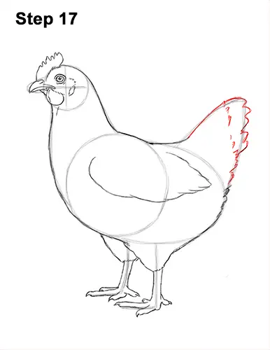 How to Draw a Chicken Hen Bird 17