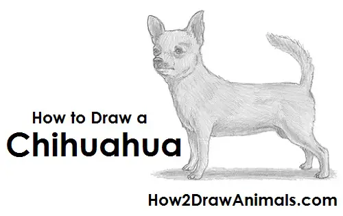 Chihuahua Dog Drawing Draw Chihuahua Dog