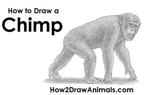 Chimpanzee Drawing Draw Chimpanzee
