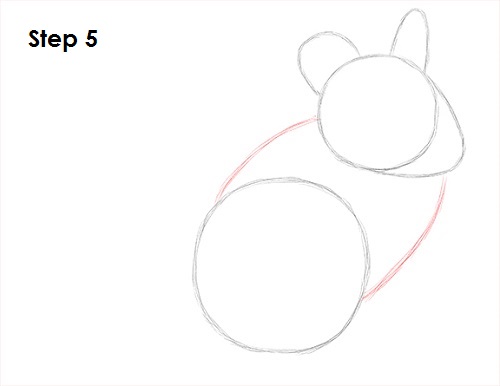 Chinchilla Drawing 5 Draw Chinchilla 5