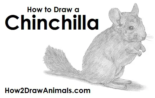 Draw a Chinchilla Draw Chinchilla