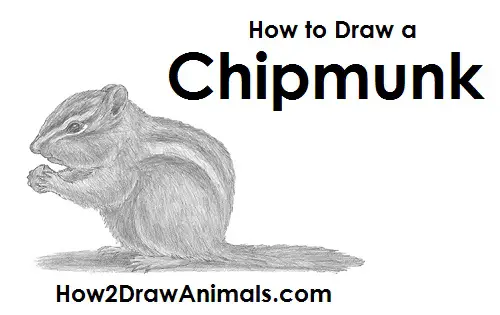 Chipmunk Drawing Draw a Chipmunk