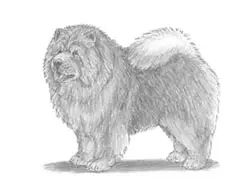 How to Draw a Chow Chow Dog