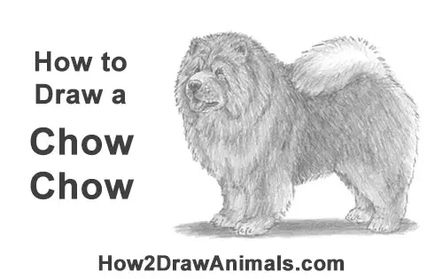 How to Draw Cute Chow Chow Puppy Dog