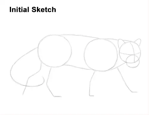 Draw Clouded Leopard Initial Sketch