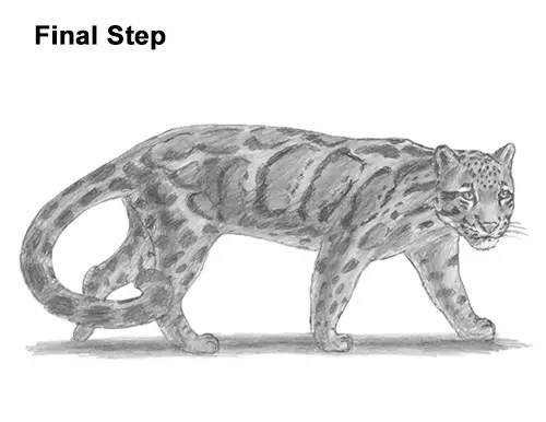 Draw Clouded Leopard