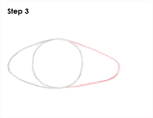 Clownfish Drawing 3 Draw Clownfish 3