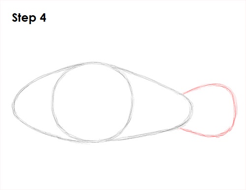 Clownfish Drawing 4 Draw Clownfish 4