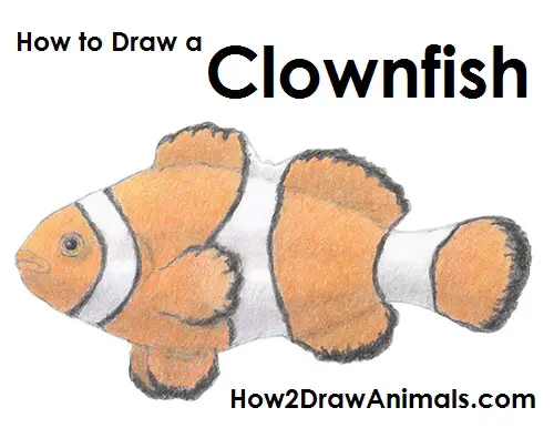 Clownfish Drawing Draw Clownfish