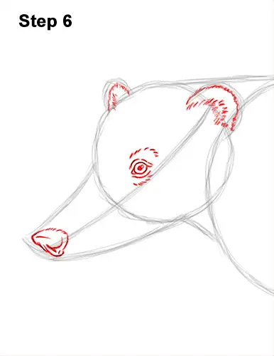 How to Draw a South American Ring-tailed Coati Coatimundi 6