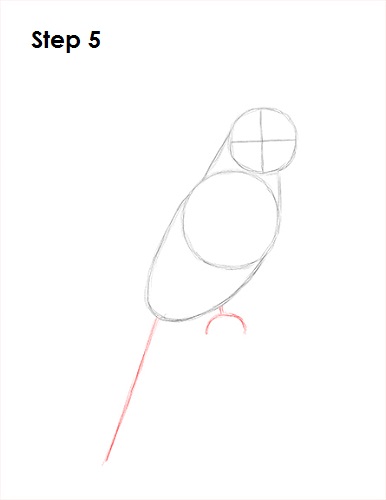 Draw a Cockatiel 5