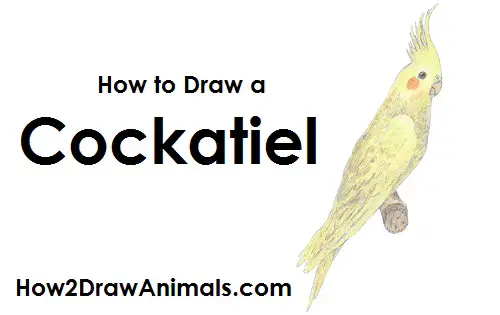 Draw a Cockatiel Bird Draw Cockatiel Bird
