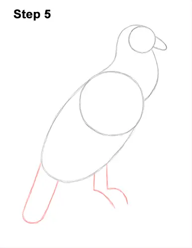 How to Draw an Andean Condor Bird Side View 5