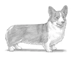 How to Draw a Welsh Corgi Puppy Dog