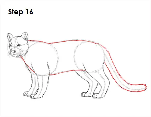 Cougar Cat Drawing 16 Draw Cougar Cat 16