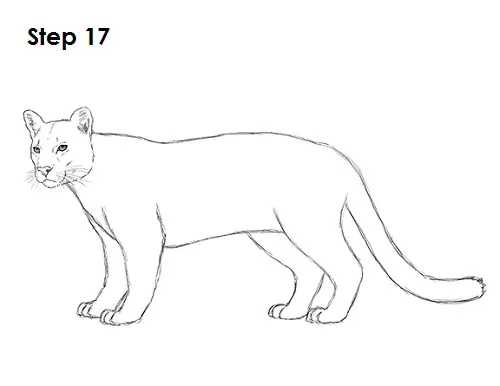 Cougar Cat Drawing 17 Draw Cougar Cat 17
