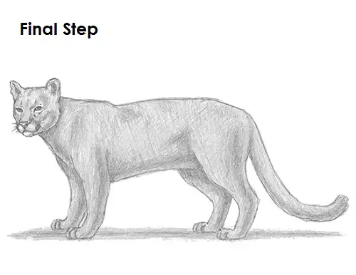 Cougar Cat Drawing Draw Cougar Cat