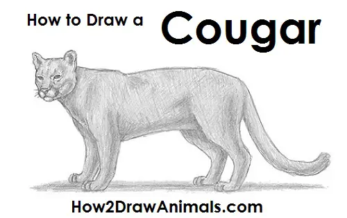 how to draw a puma step by step