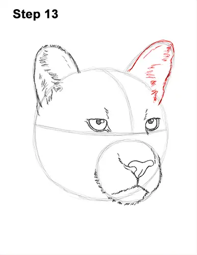 How to Draw a Cougar Mountain Lion Puma Panther Head 13