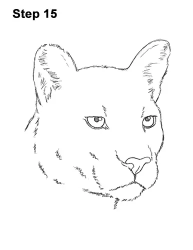 How to Draw a Cougar Mountain Lion Puma Panther Head 15
