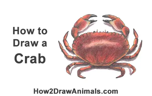 How to Draw a Brown Edible Red Crab Color