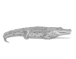 How to Draw a Crocodile Side View