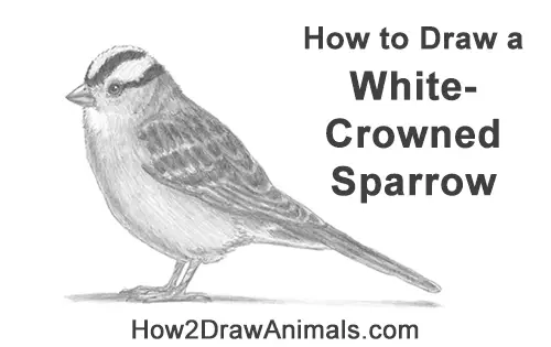 How to Draw a White-Crowned Sparrow Bird