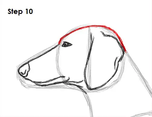 Dachshund Drawing 10 Draw Dachshund 10