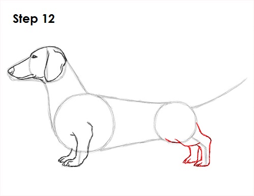 Dachshund Drawing 12 Draw Dachshund 12