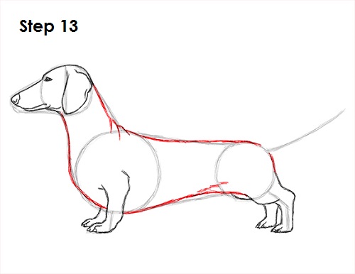 Dachshund Drawing 13 Draw Dachshund 13