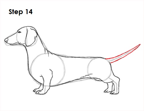 Dachshund Drawing 14 Draw Dachshund 14