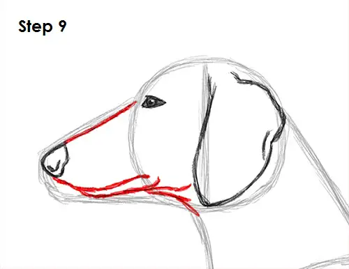 Dachshund Drawing 9 Draw Dachshund 9