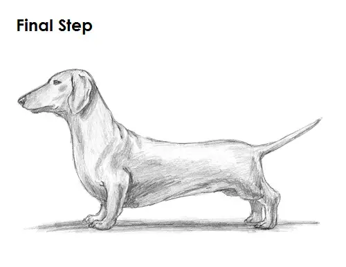Dachshund Drawing Final Draw Dachshund Final