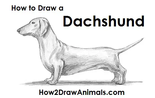 sausage dog drawing