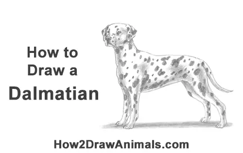 How to Draw Dalmatian Puppy Dog Spots