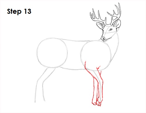 Draw White Tailed Deer 13