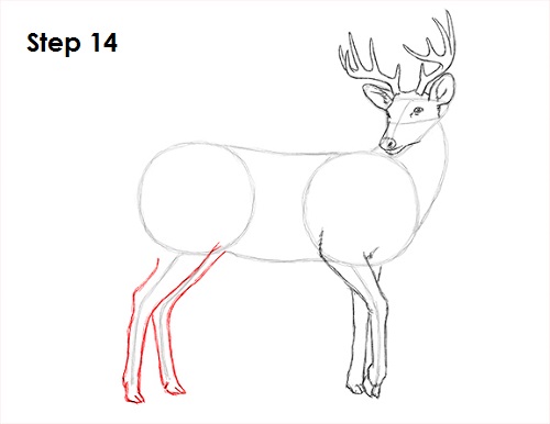 Draw White Tailed Deer 14