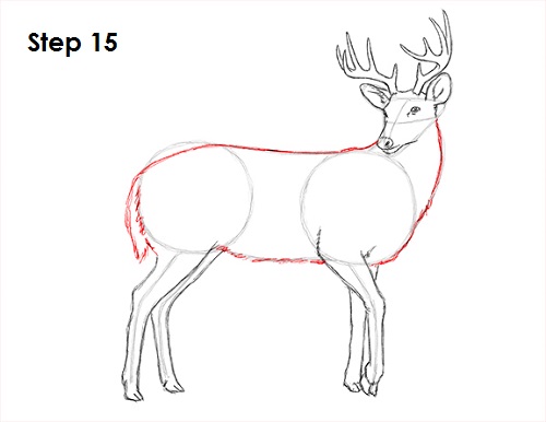 Draw White Tailed Deer 15