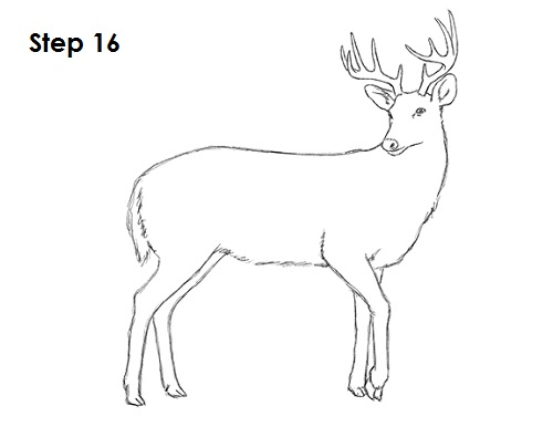 Draw White Tailed Deer 16