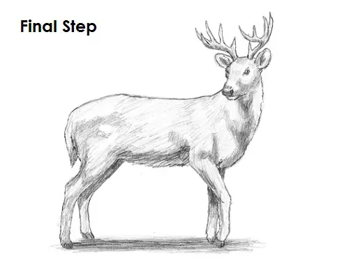 Draw White Tailed Deer Final