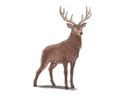 How to Draw a Noble Deer Buck Stag Color Front