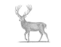 How to Draw a Red Deer Buck Stag Antlers
