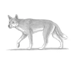How to Draw a Dingo Dog Australia