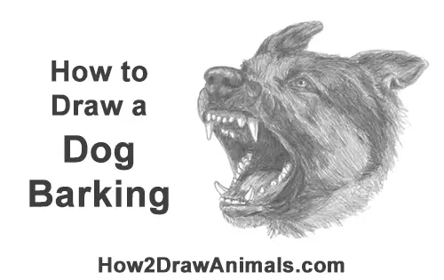 How to Draw Angry German Shepherd Dog Barking Head Detail