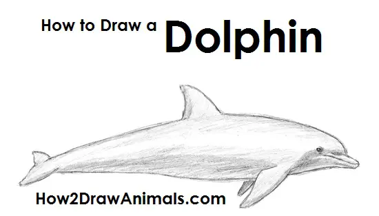 How to Draw a Common Bottlenose Dolphin Side View