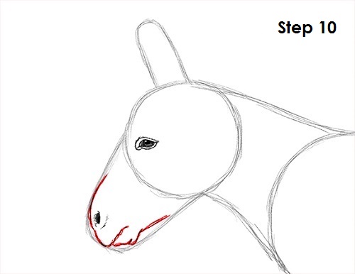 Donkey Drawing 10 Draw Donkey 10