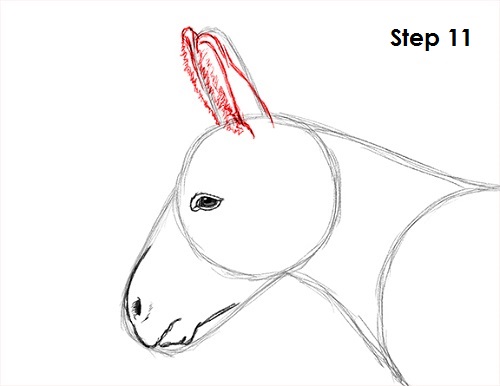 Donkey Drawing 11 Draw Donkey 11