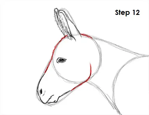 Donkey Drawing 12 Draw Donkey 12