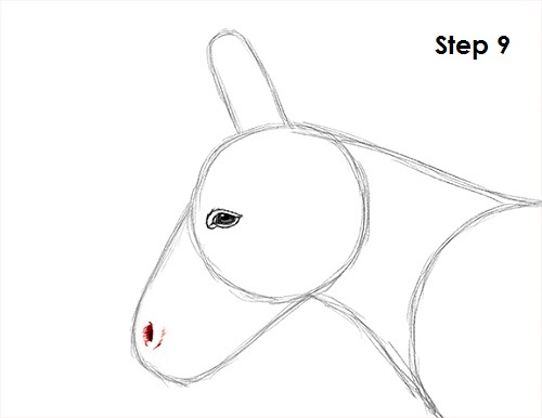 Donkey Drawing 9 Draw Donkey 9